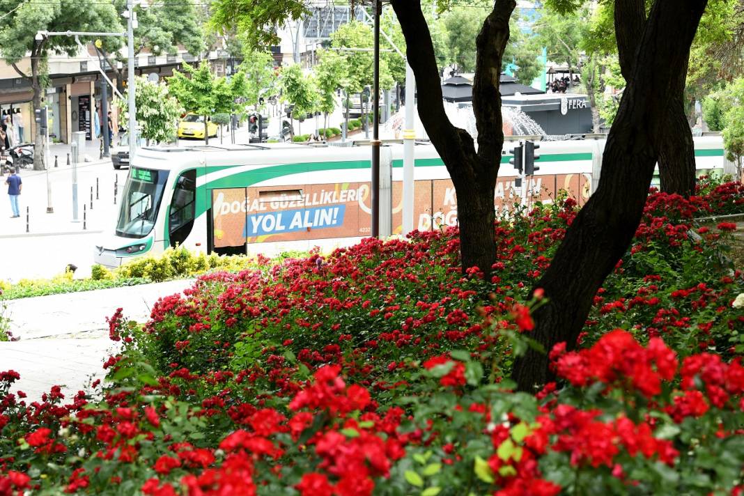 1,8 milyon çiçek, açtı: İşte göz kamaştıran Konya park ve caddeleri 17